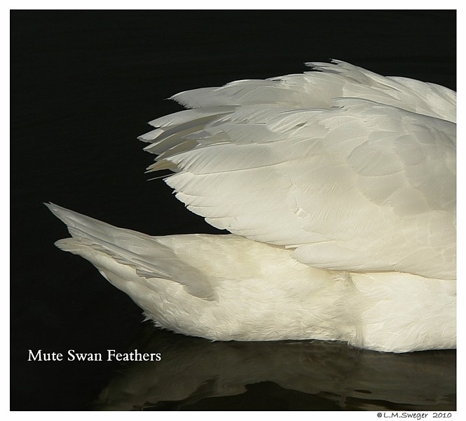 Basic Mute Swan Anatomy Archives Swan LoversSwan Lovers