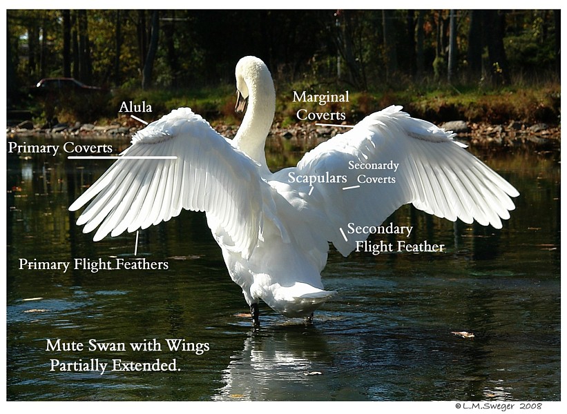 Swan Lovers 