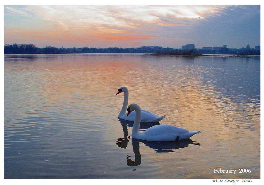 Click to Enlarge Mute Swans
