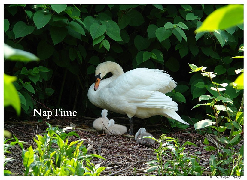 Click to Enlarge Nesting Mute Swans