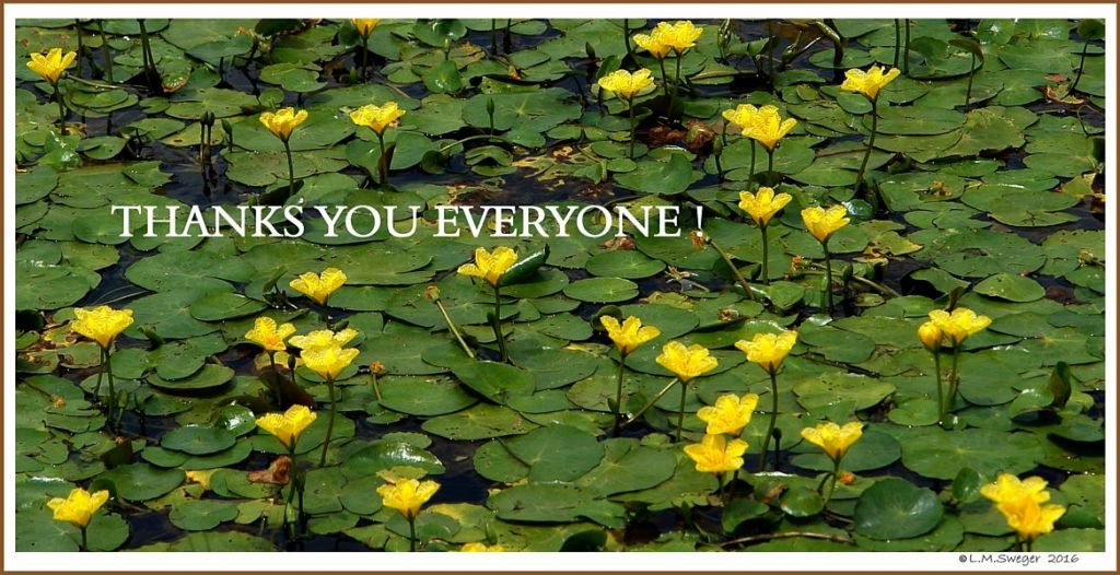 Click to Enlarge THANK YOU For Swans