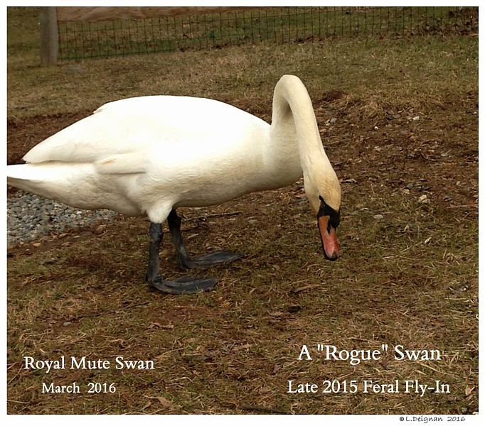 Rogue Swan