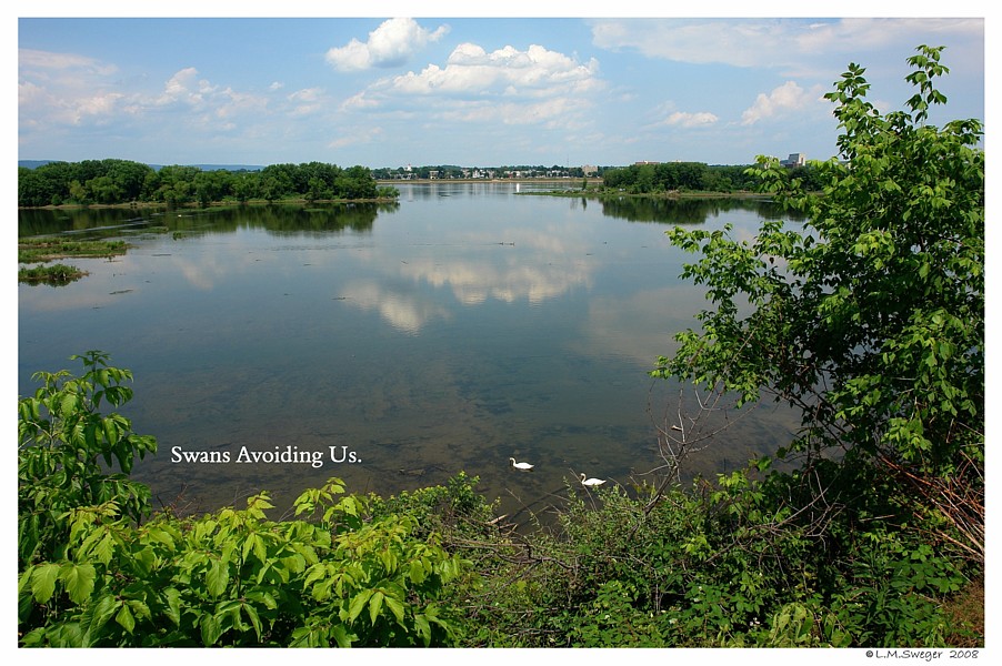 Click to Enlarge Unsocialized Swans