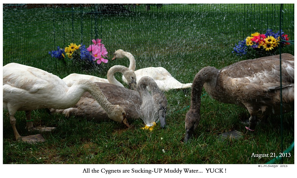 Click to Enlarge Swan Cygnets Mud
