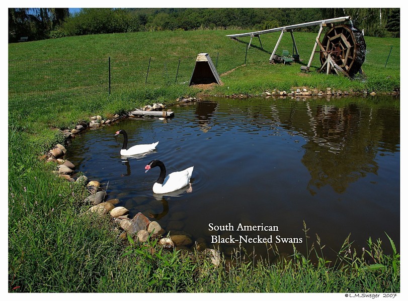 Click to Enlarge Black Necked Swans