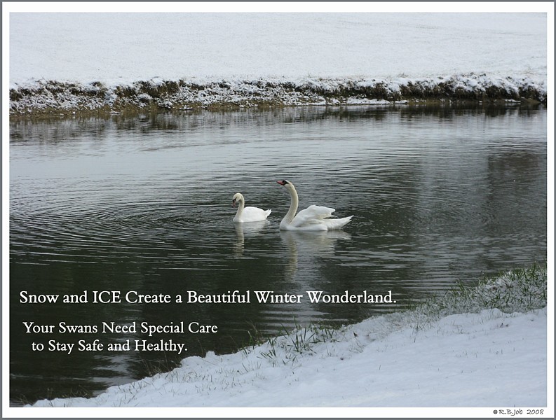 Winter Swan Care