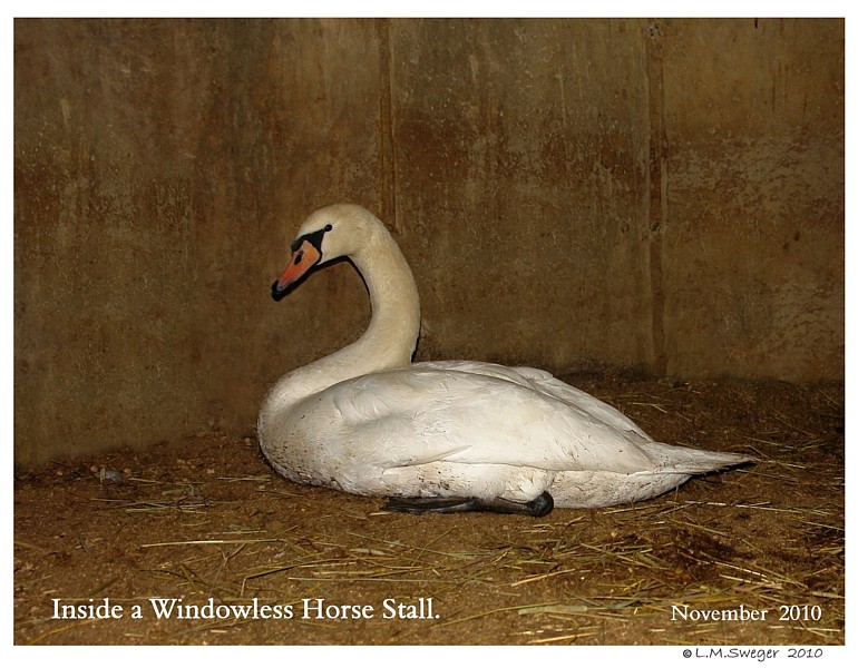 Click to Enlarge Mute Swan Winter Shelter