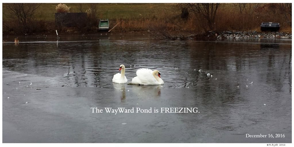 Frozen Swan Pond