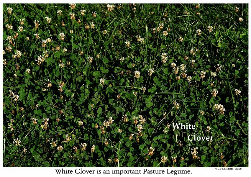Lawn White Clover