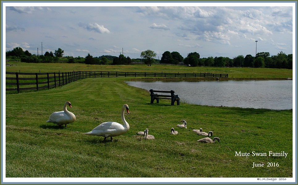 Mute Swan Family