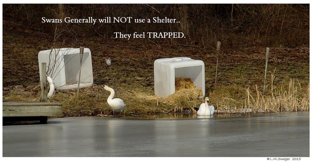 Shelter Swans