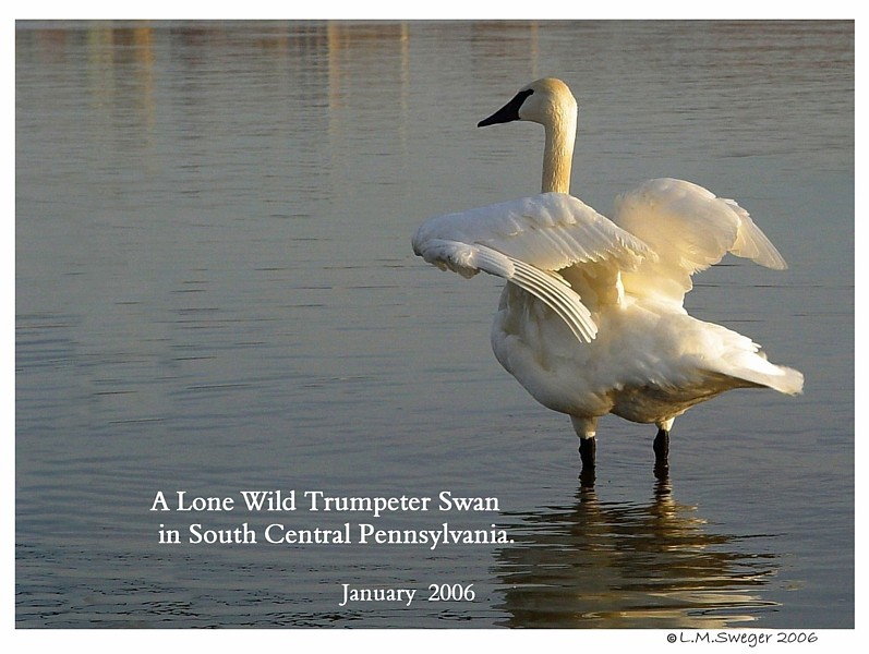 SWAN Avian & Exotic Veterinarians Wild Trumpeter Swan