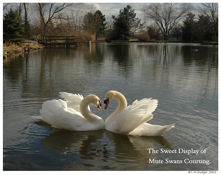Mute Swans Courting