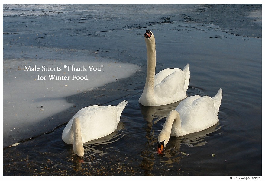 Feeding Winter Swans
