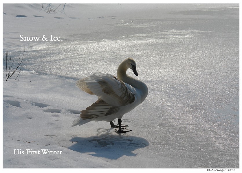 Shelter Swans