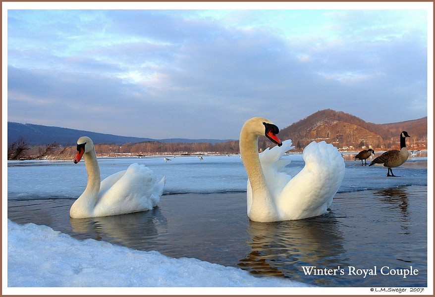Royal Mute Swans