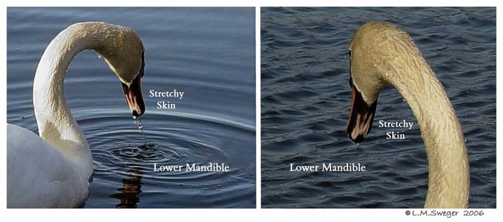 Swan Under Chin-Tongue Bulge Impaction