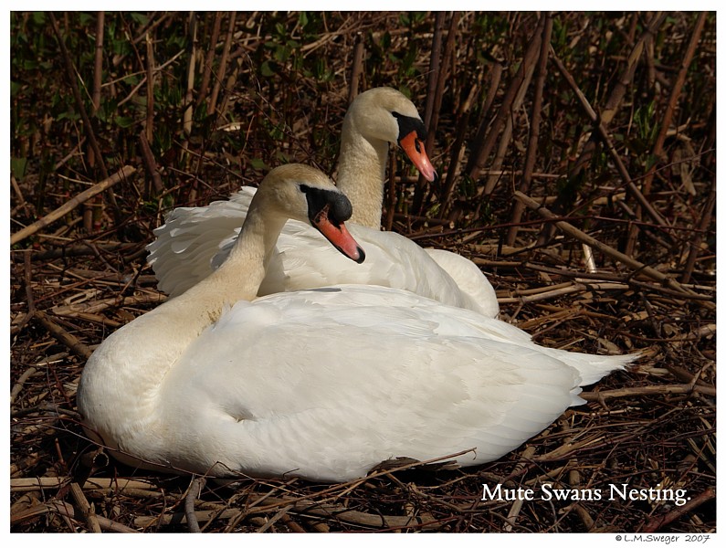 Nesting Mute Swans