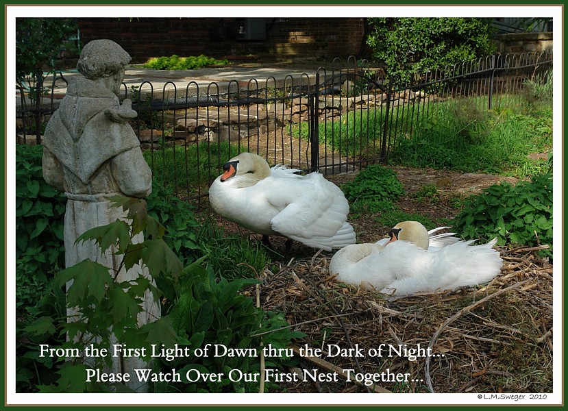 Bless Nesting Swans