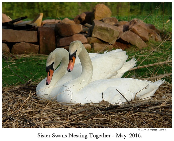 Shelter Swans