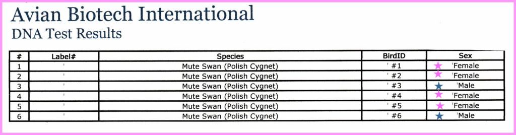 Swan Cygnet DNA Results
Swans DNA-Sex Testing