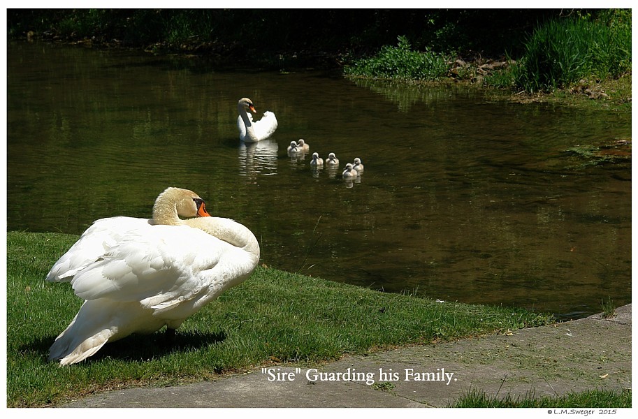 Mute Swan Family