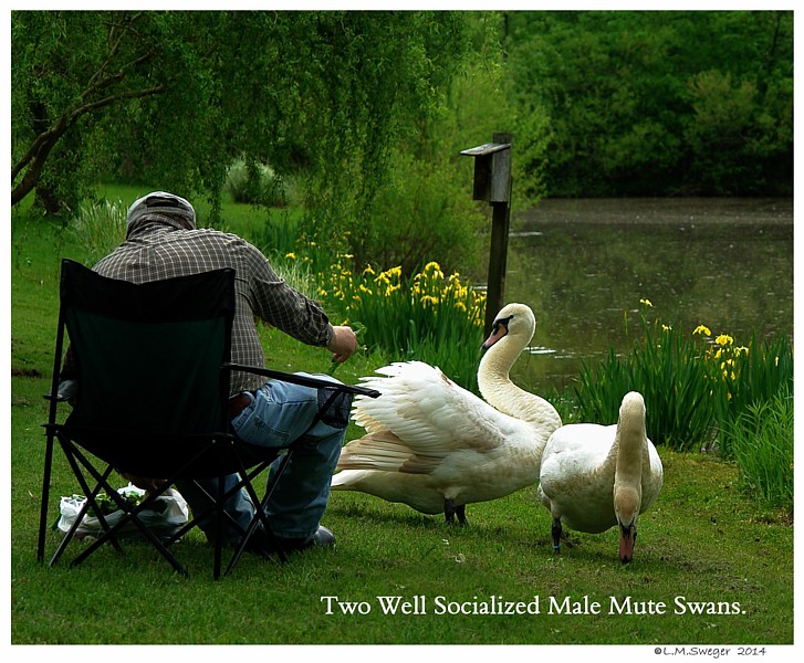 Swan Trust