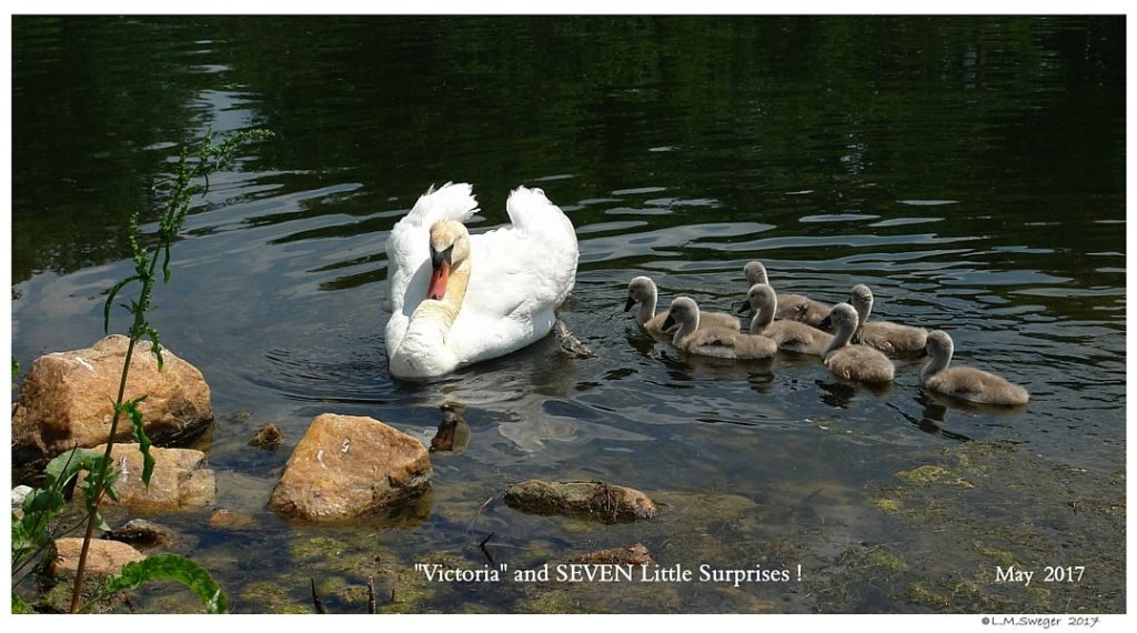 Mute Swan Cygnets
Swans DNA-Sex Testing