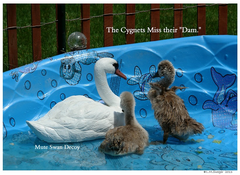 Shelter Cygnets