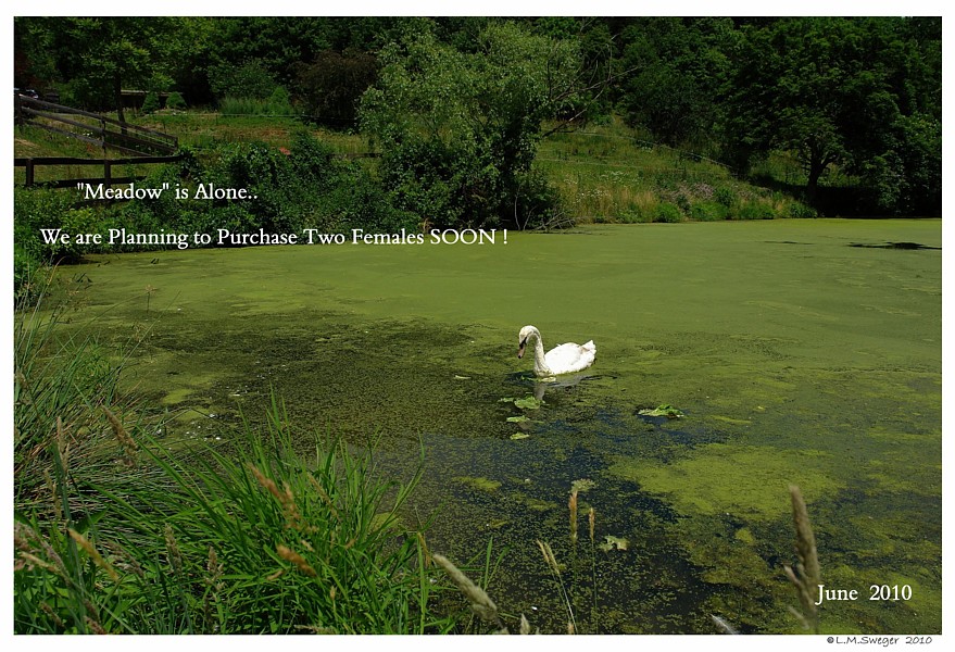 Mute Swan Cygnet