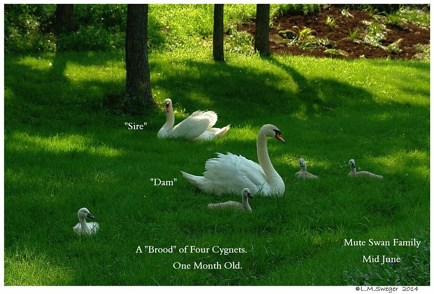 Mute Swan Family