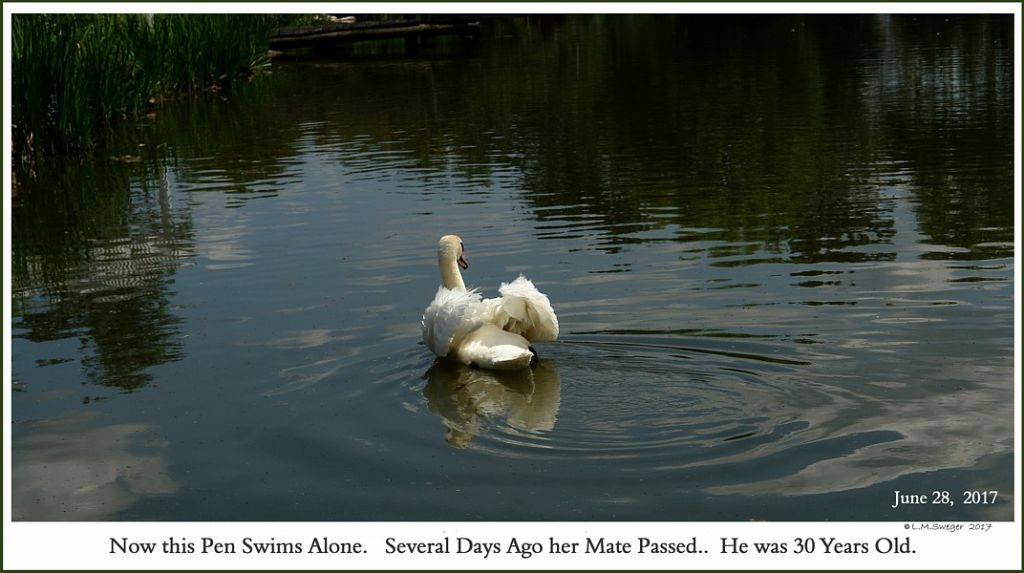 Mute Swan