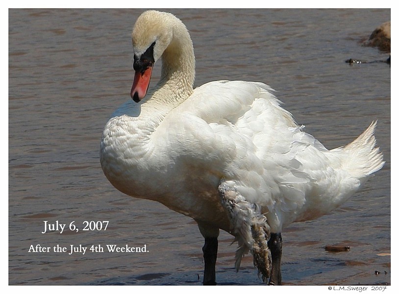 SWAN Avian & Exotic Veterinarians Feral Mute Swan