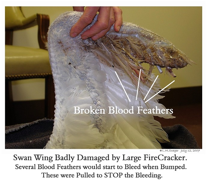 SWAN Avian & Exotic Veterinarians Feral Mute Swans