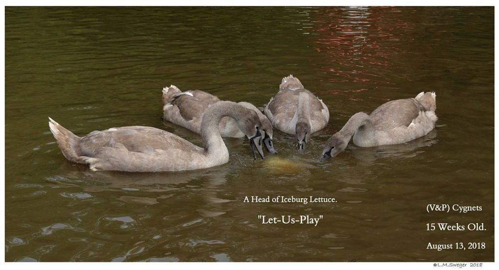 Swan Cygnets Lett-Us-Play 