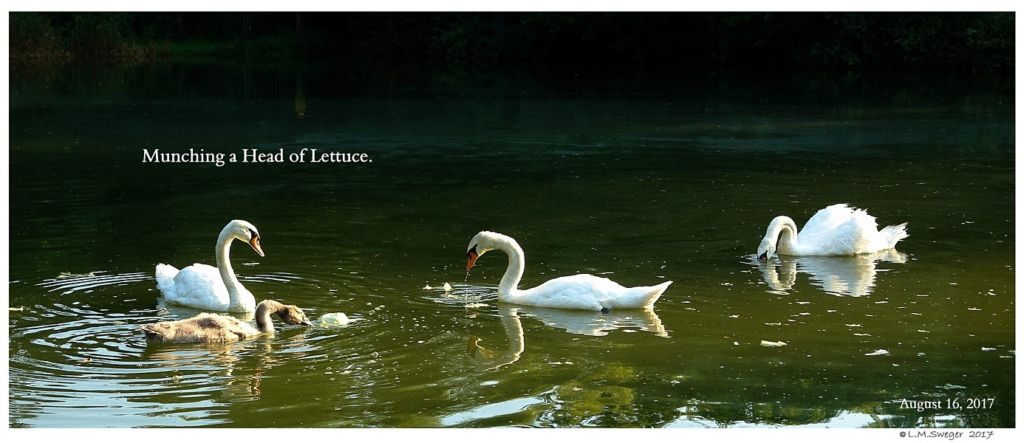 Swan Lettuce Play