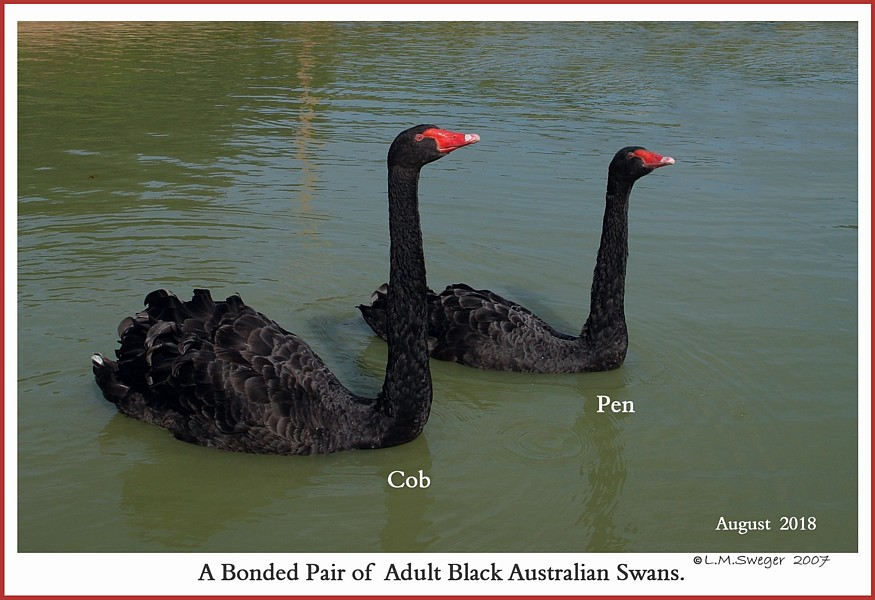 SWAN Avian & Exotic Veterinarians Black Australian Swans