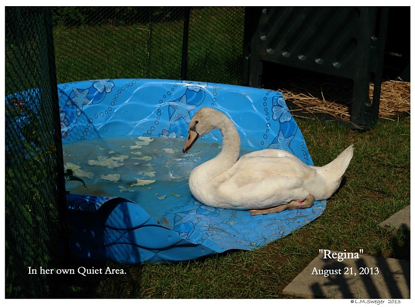 SWAN Avian & Exotic Veterinarians Feral Mute Swans