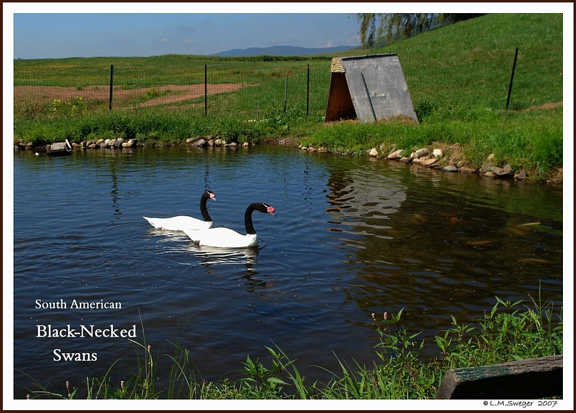 SWAN Avian & Exotic Veterinarians Black-Necked Swans