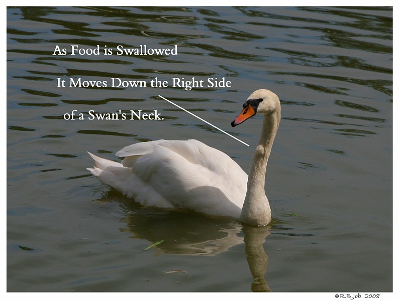 Swan Lovers,What Is Chipotle Aioli