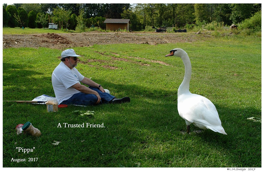 Mute Swan Trust