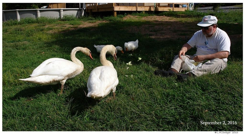 Swan Trust