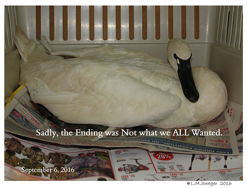 SWAN Avian & Exotic Veterinarians Wild Rescued Tundra Swan