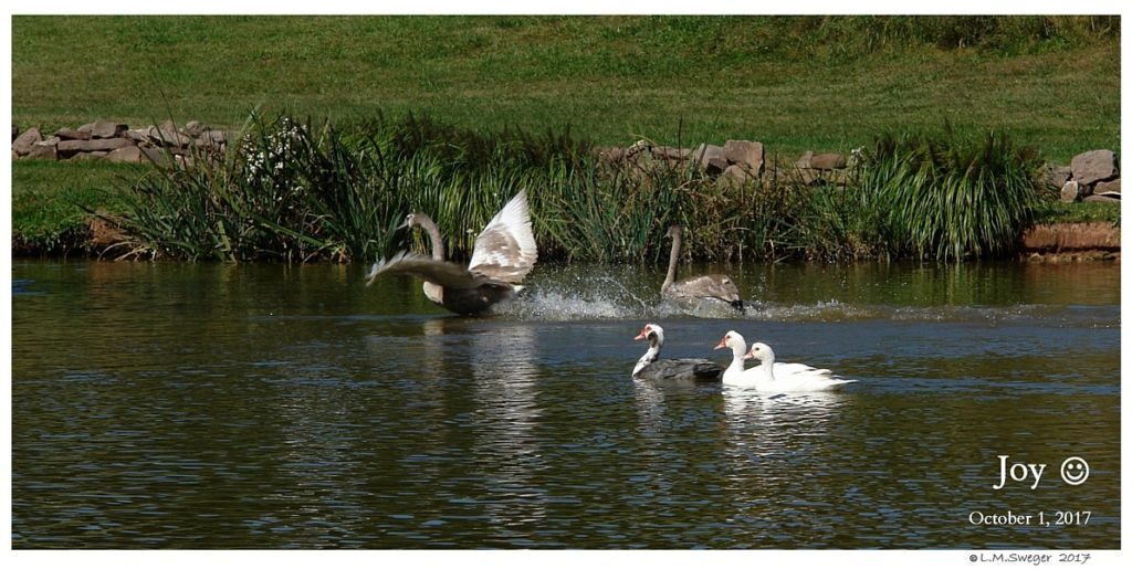 Happy Mute Swan