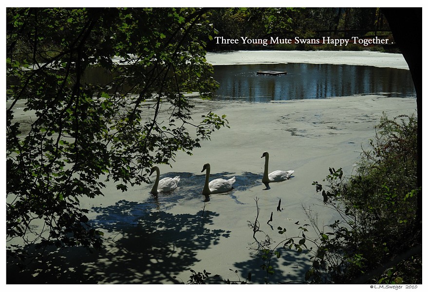 Swan Threesome