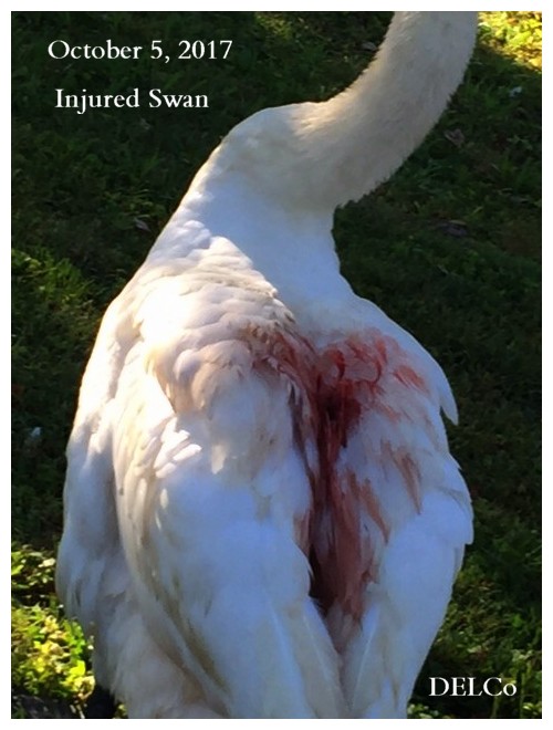 SWAN Avian & Exotic Veterinarians