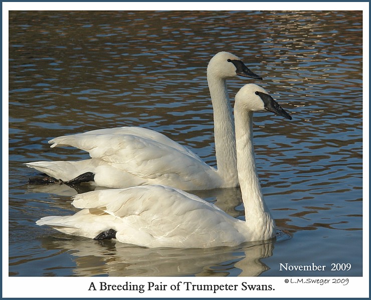 SWAN Avian & Exotic Veterinarians Captive Trumpeter Swans