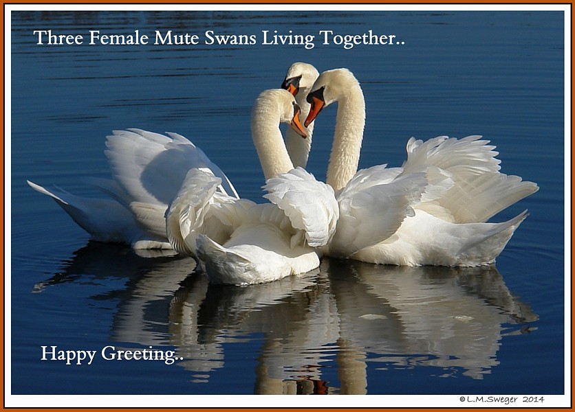 Swan Threesome