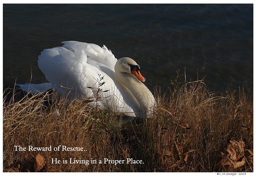 Rescued Mute Swan