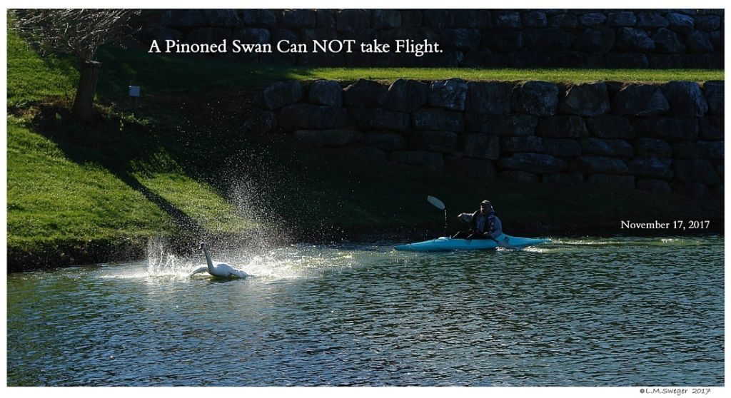 Catching Swan Under Chin-Tongue Bulge Impaction